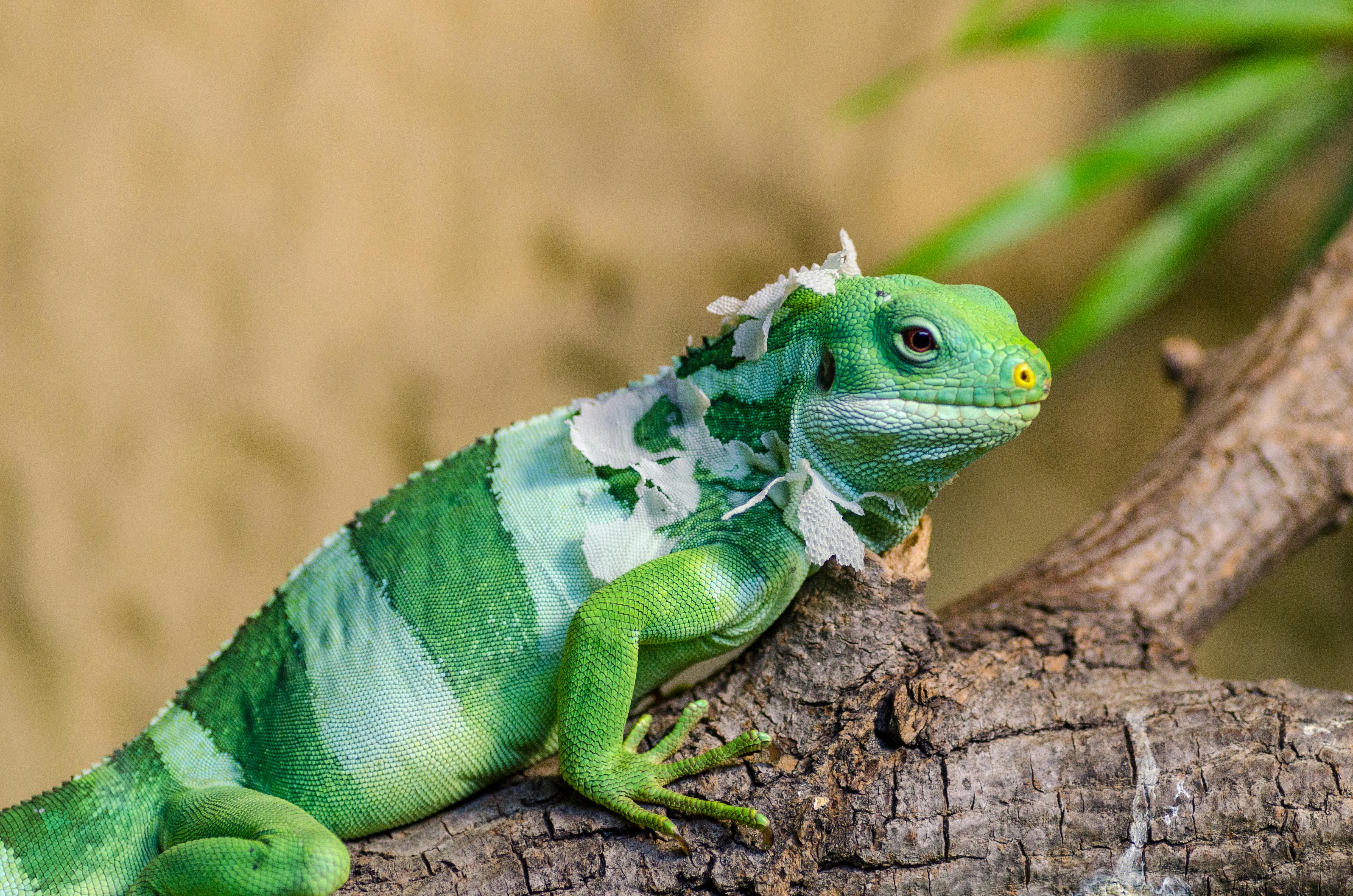 For Asthetics, A picture of a green and white fiji banded iquana on a wooden branch.