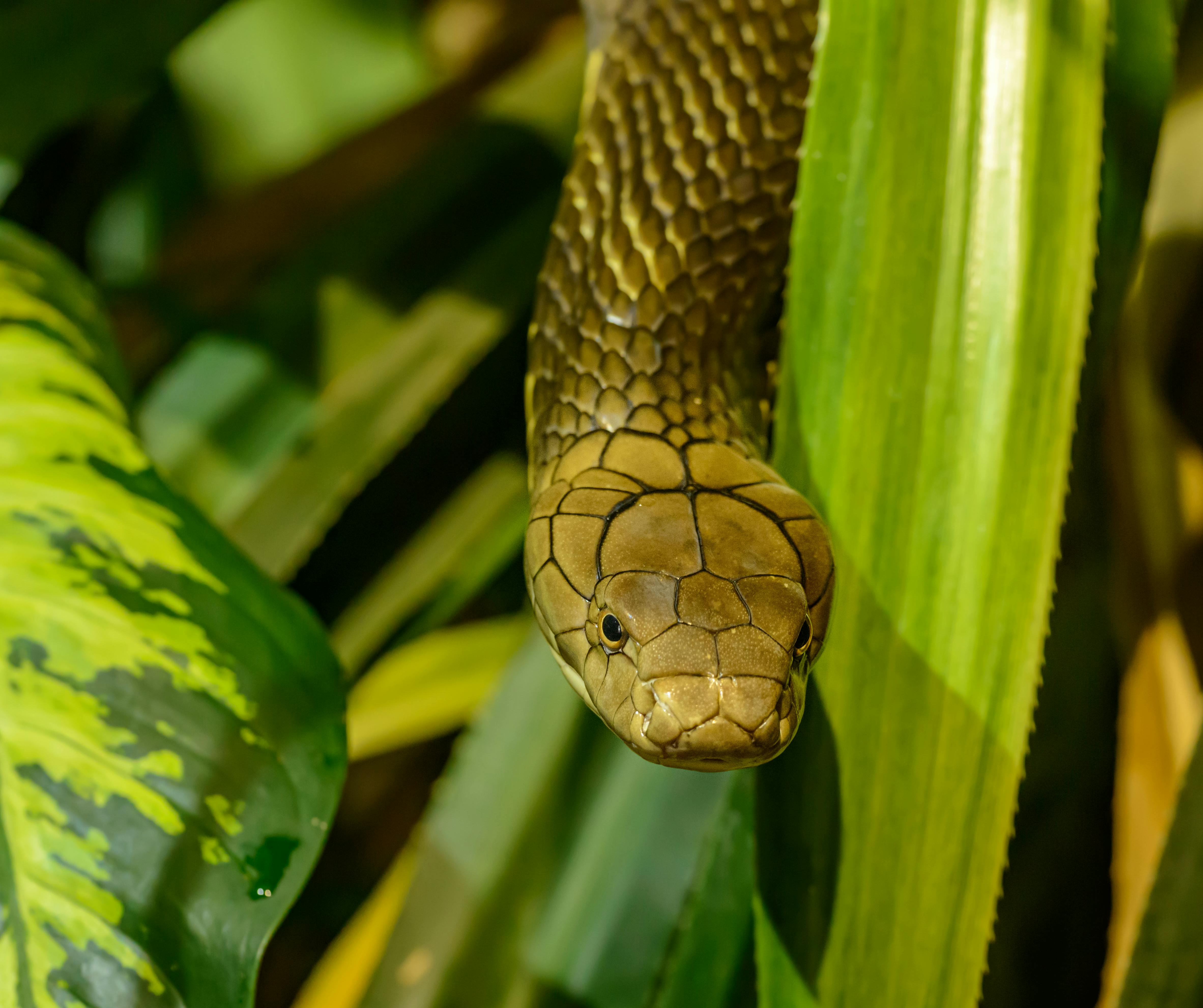 For Asthetics, a yellow rat snake hanging in front of some green plant life.
