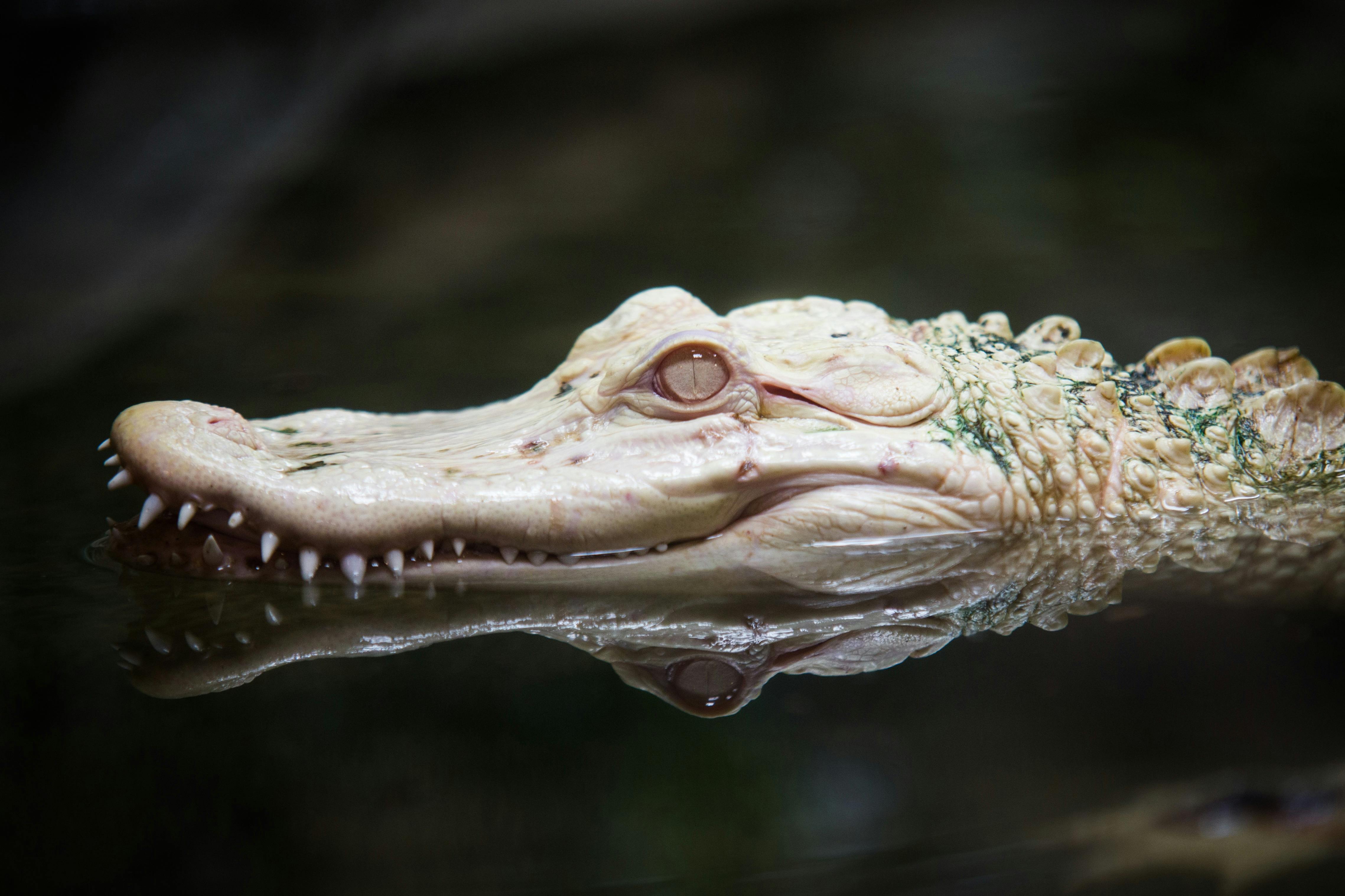 For visibility and asthetics, photo of a white albino alligator in water