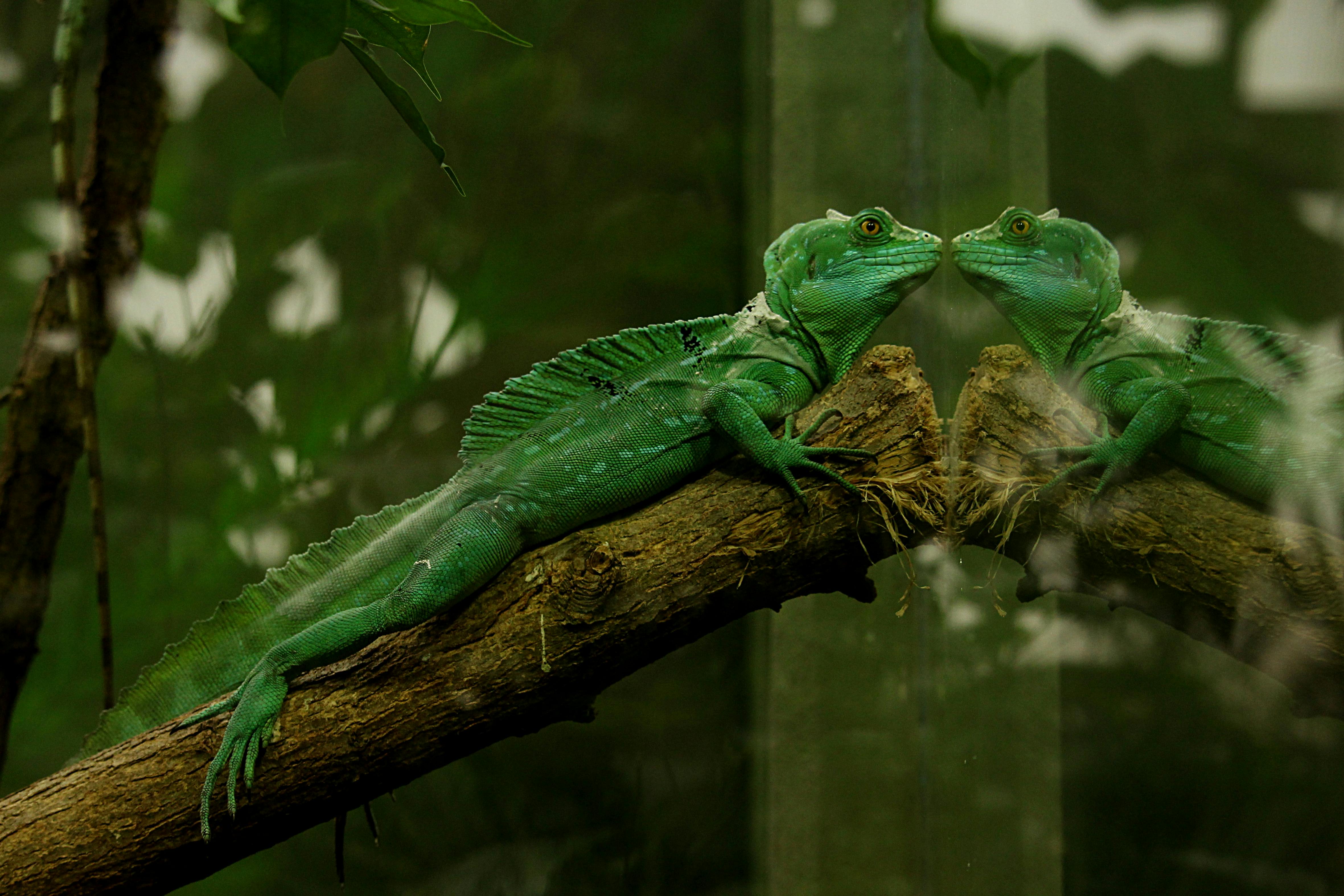 For visibility and asthetics, a picture of a baskilisk lizard looking at it's reflection in a mirror ( in practice, I do not reccomend showing your reptile pets their reflection. )