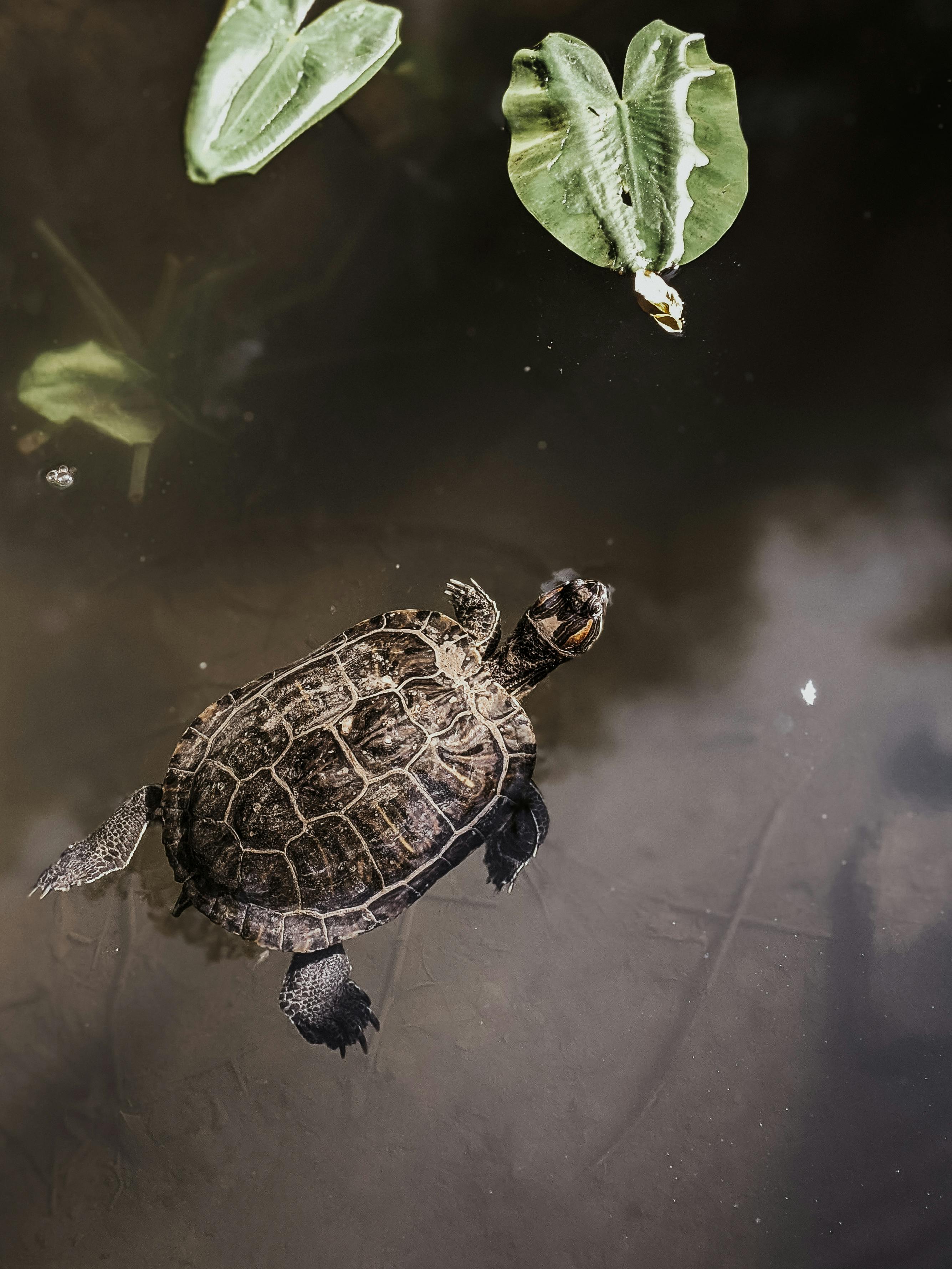 For visibility and asthetics, a photo of a brown turtle ina brown pond with green lilypads