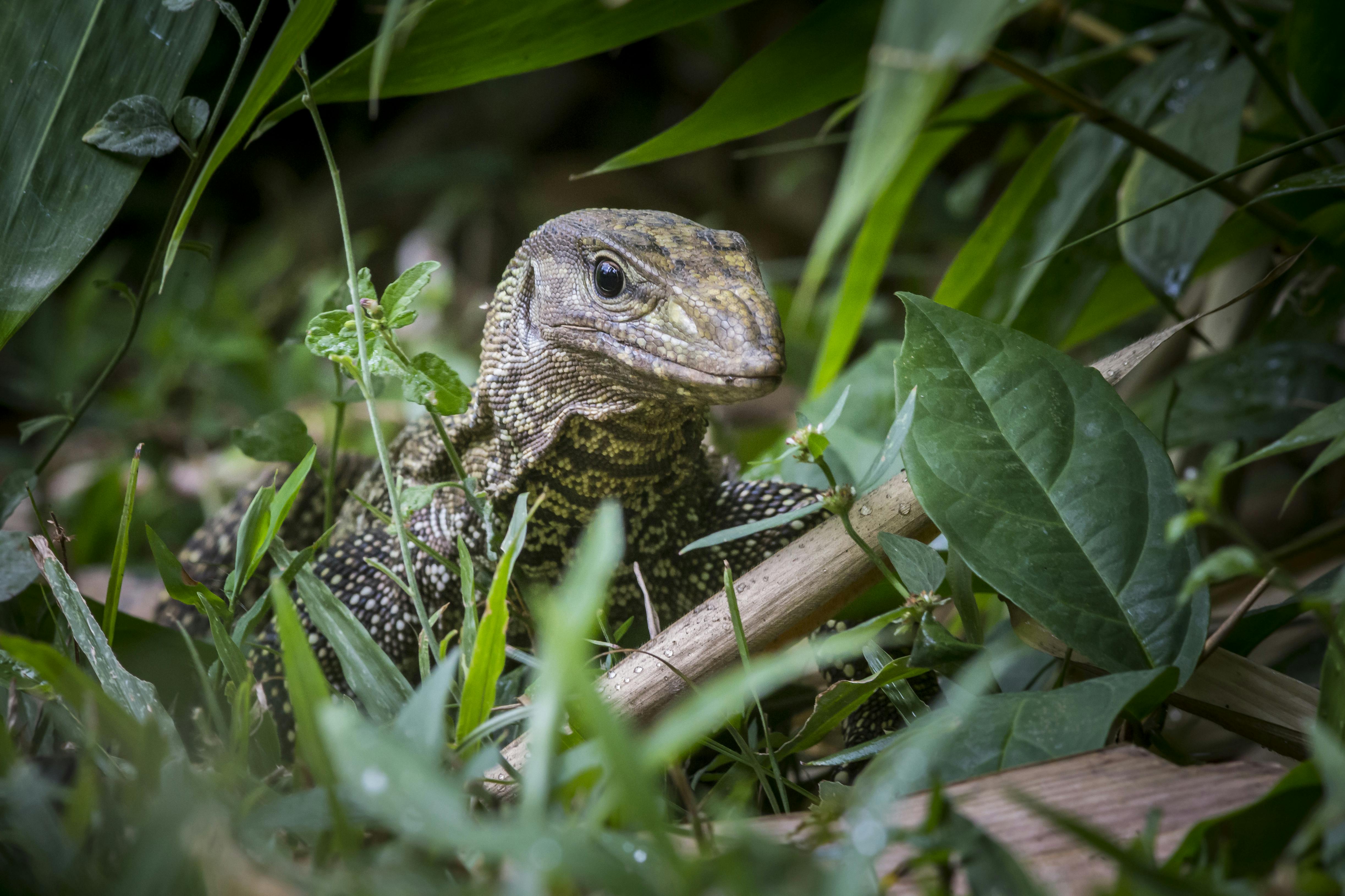 For visibility and asthetics, photo of a brown moniter lizard with green leaves and grass all around them