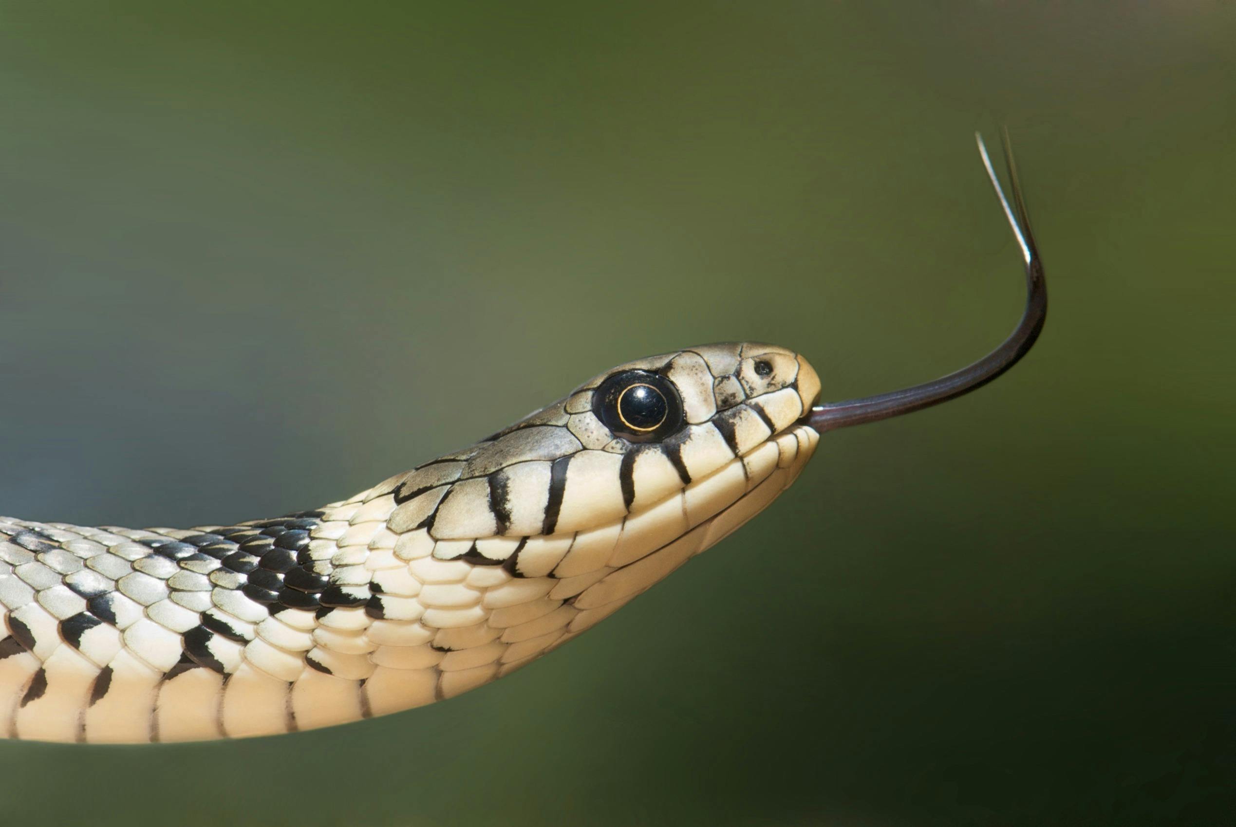 For visibility and asthetics, a photo of a garter snake. A garter snake is a snake native to many backyards in north and central america