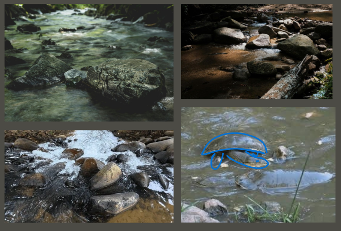 Answer to Camoflague Game. Reptile is traced over with blue for ease of visibility