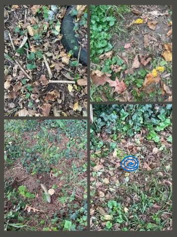 Answer to Camoflague Game. Reptile is traced over with blue for ease of visibility