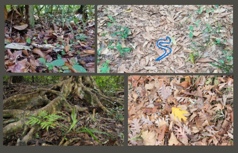 Answer to Camoflague Game. Reptile is traced over with blue for ease of visibility