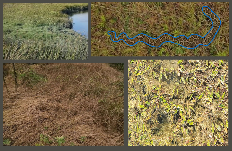 Answer to Camoflague Game. Reptile is traced over with blue for ease of visibility