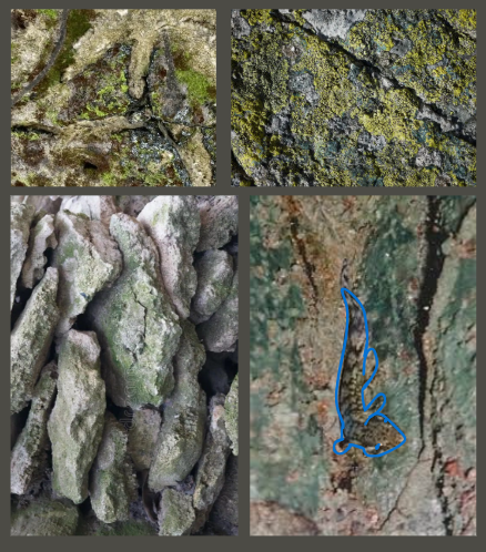 Answer to Camoflague Game. Reptile is traced over with blue for ease of visibility