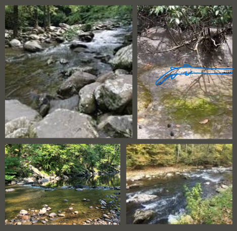 Answer to Camoflague Game. Reptile is traced over with blue for ease of visibility