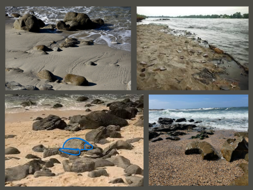 Answer to Camoflague Game. Reptile is traced over with blue for ease of visibility