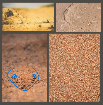 Answer to Camoflague Game. Reptile is traced over with blue for ease of visibility