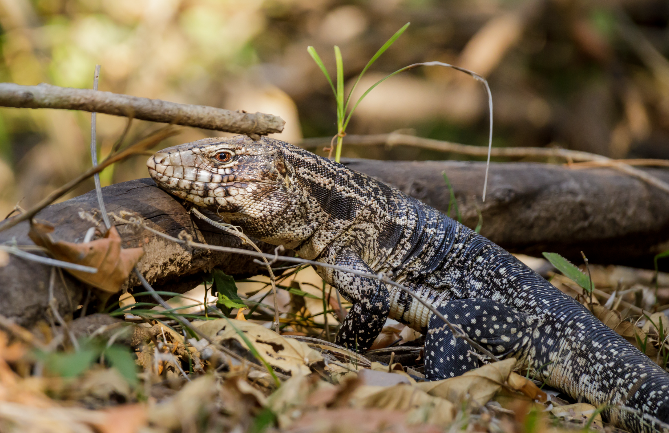 Argentine Black and White Tegu