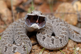African Egg-Eating Snake