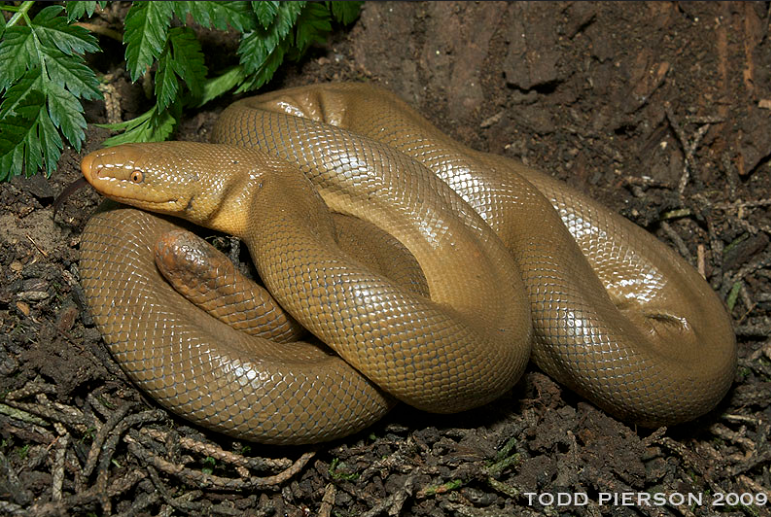 Rubber Boa