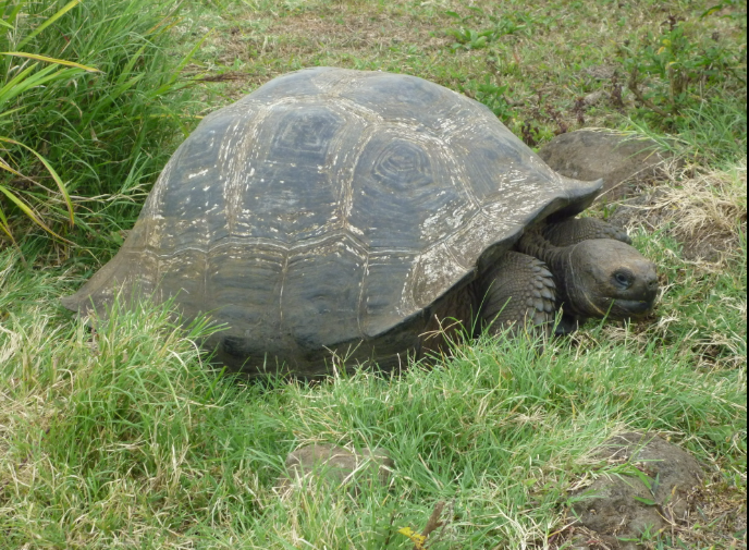 Galapogos Tortoise