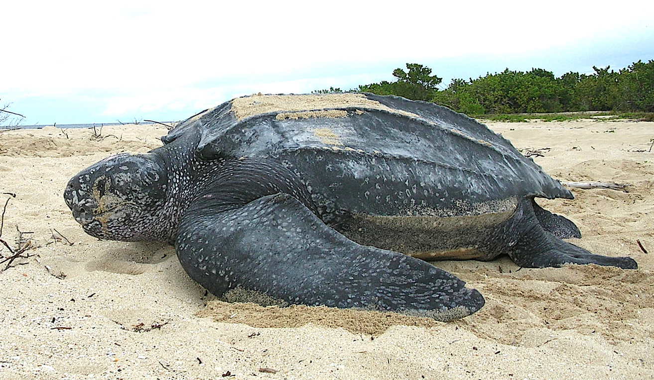 Leatherback Sea Turtle