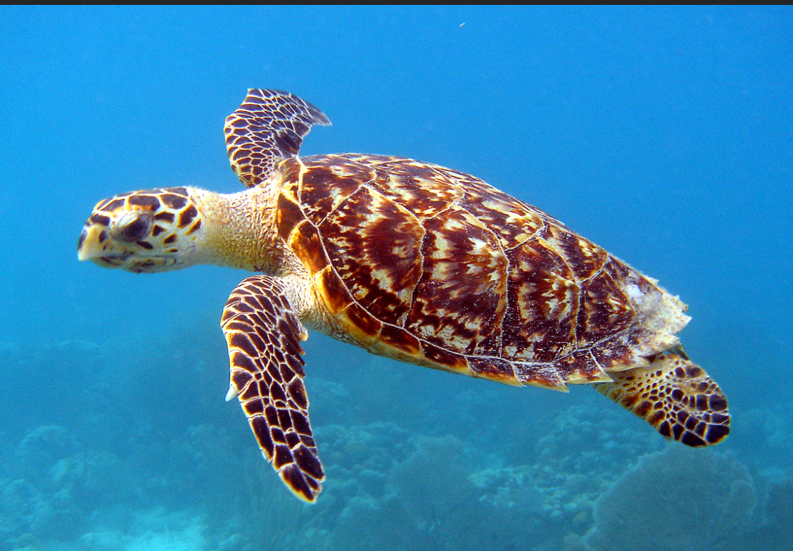 Hawksbill sea turtle