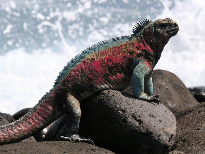 Marine Iguana