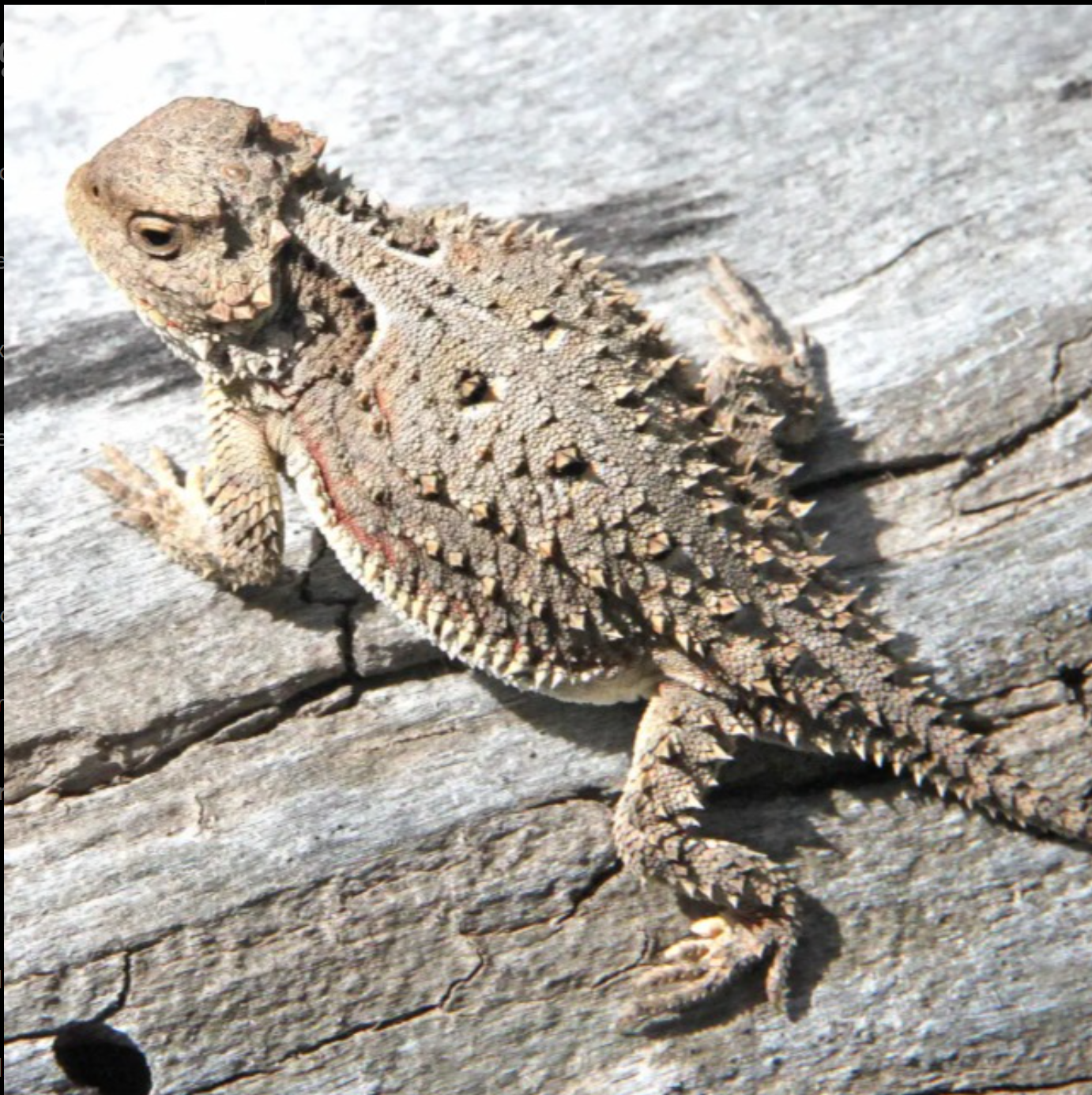 Greater Short Horned Lizard