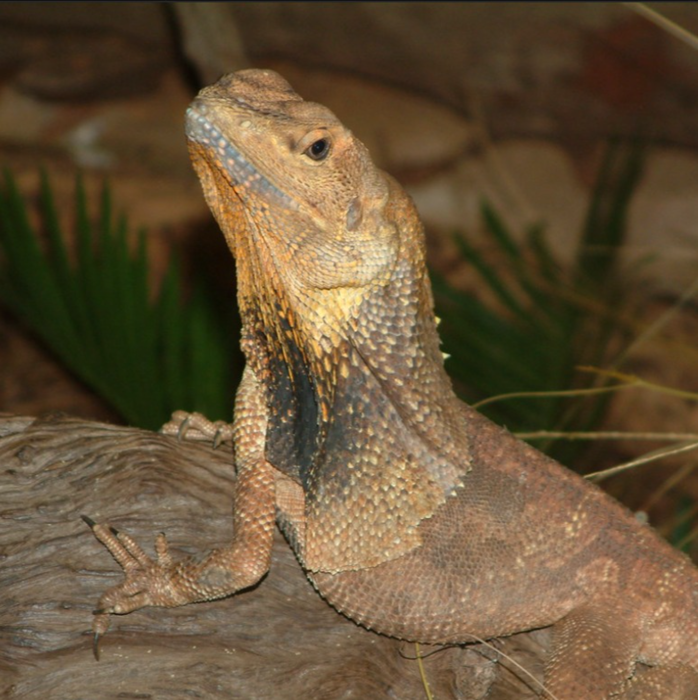 Frilled Neck Lizard