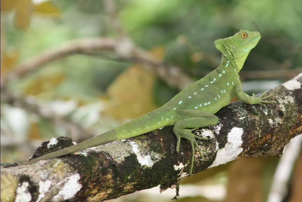 Common Basilisk