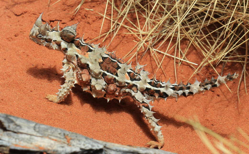 Thorny devil lizard