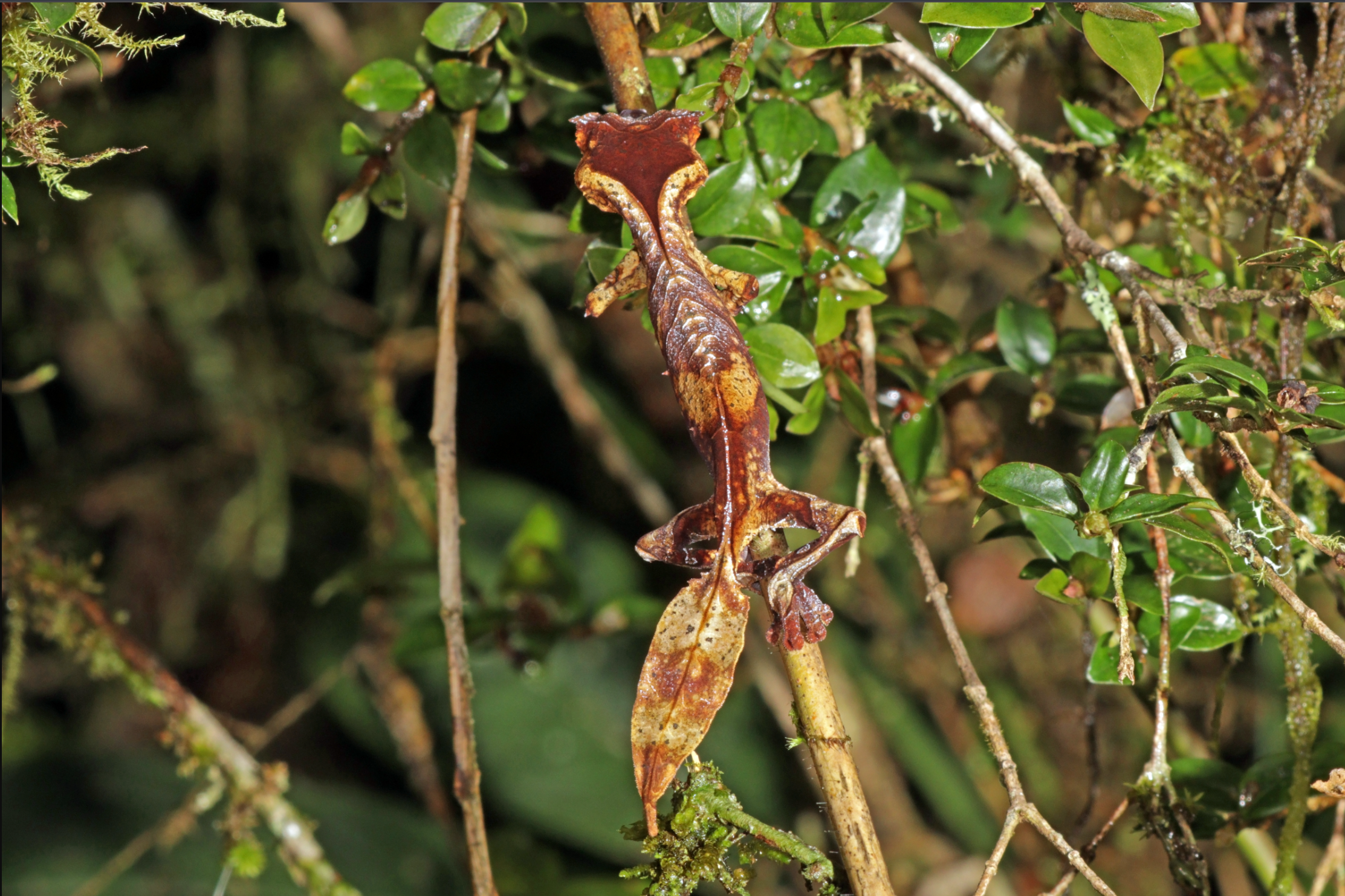 Satanic Leaf-Tailed Gecko