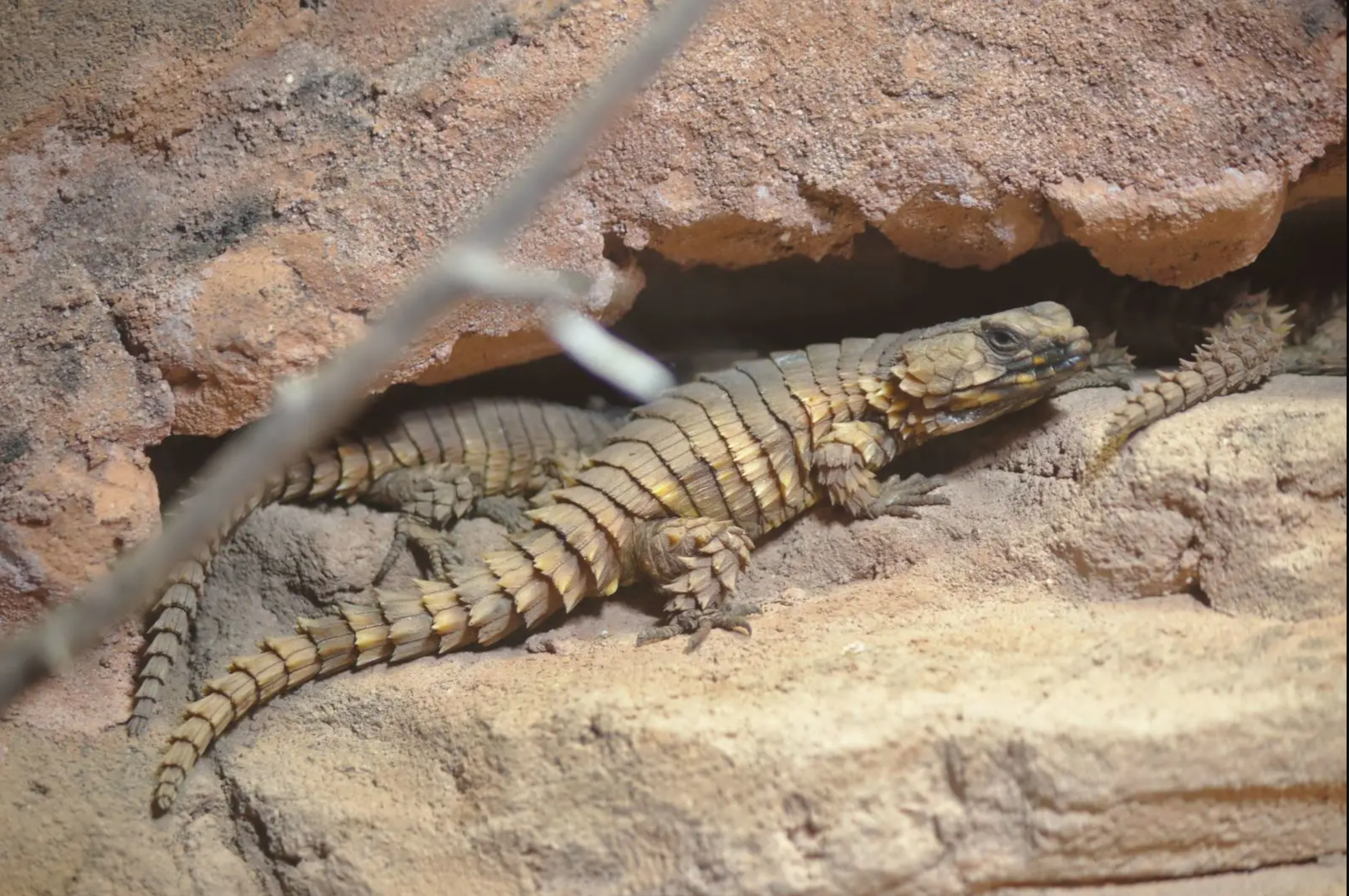 Armadillo girdled lizard