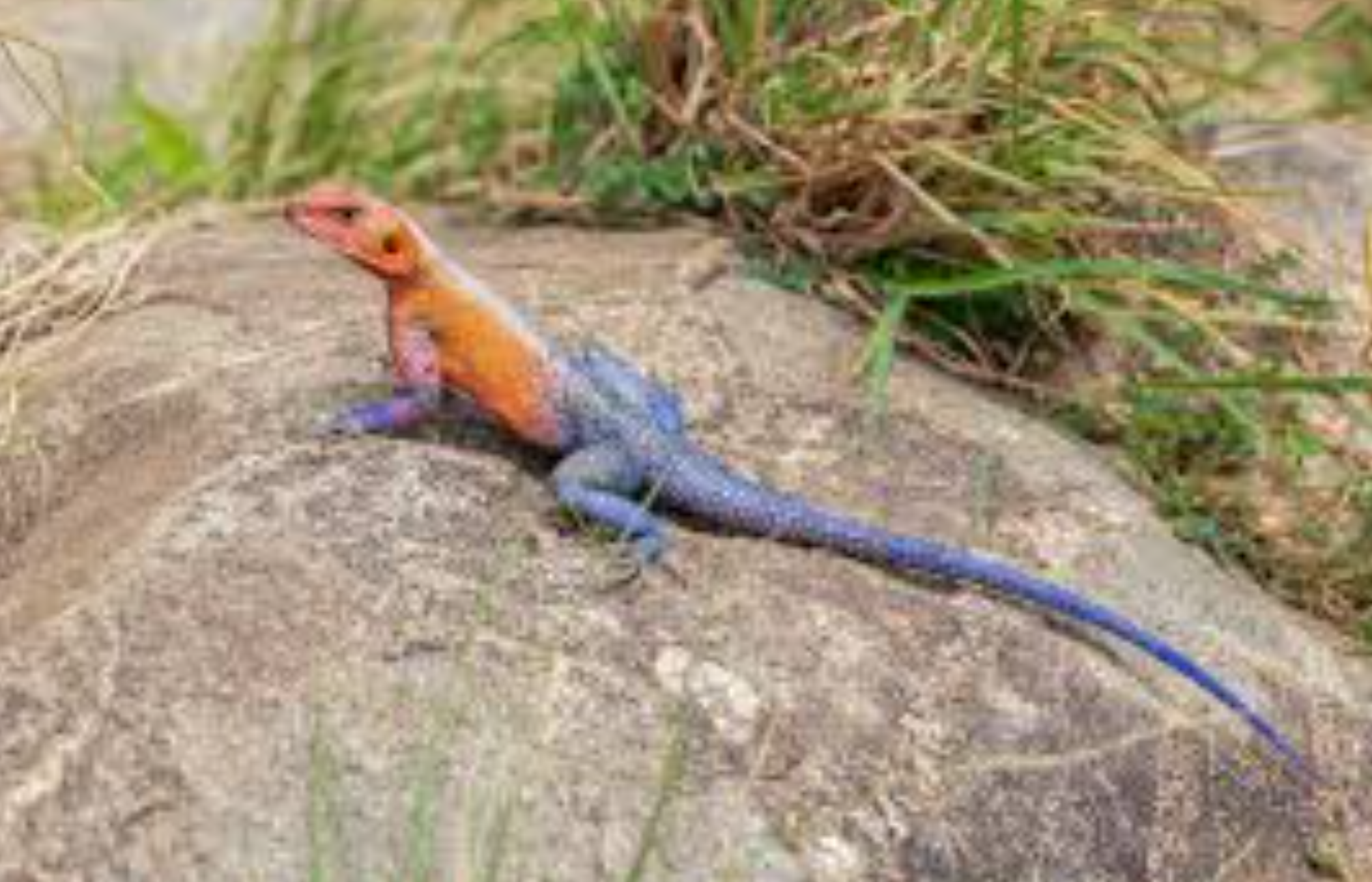 Mwanza flat-headed rock agama