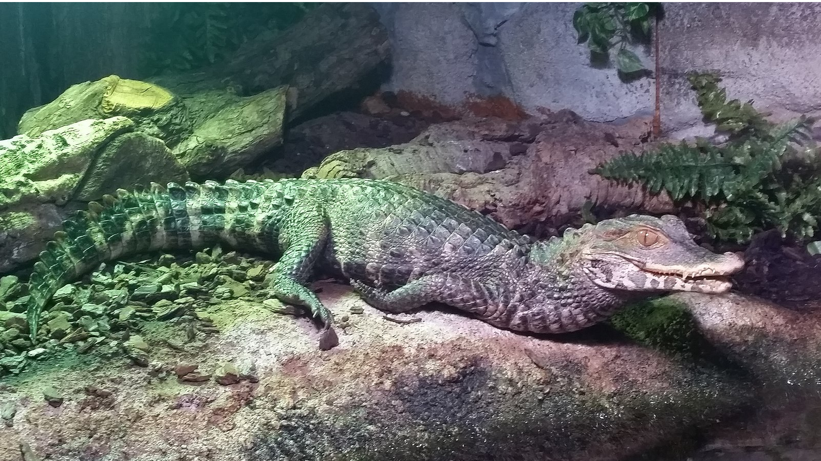 Cuvier’s dwarf caiman