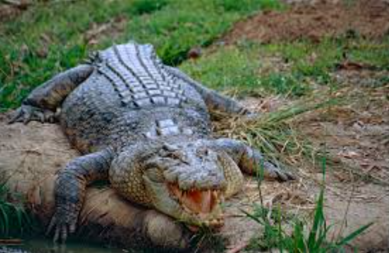 Saltwater Crocodile