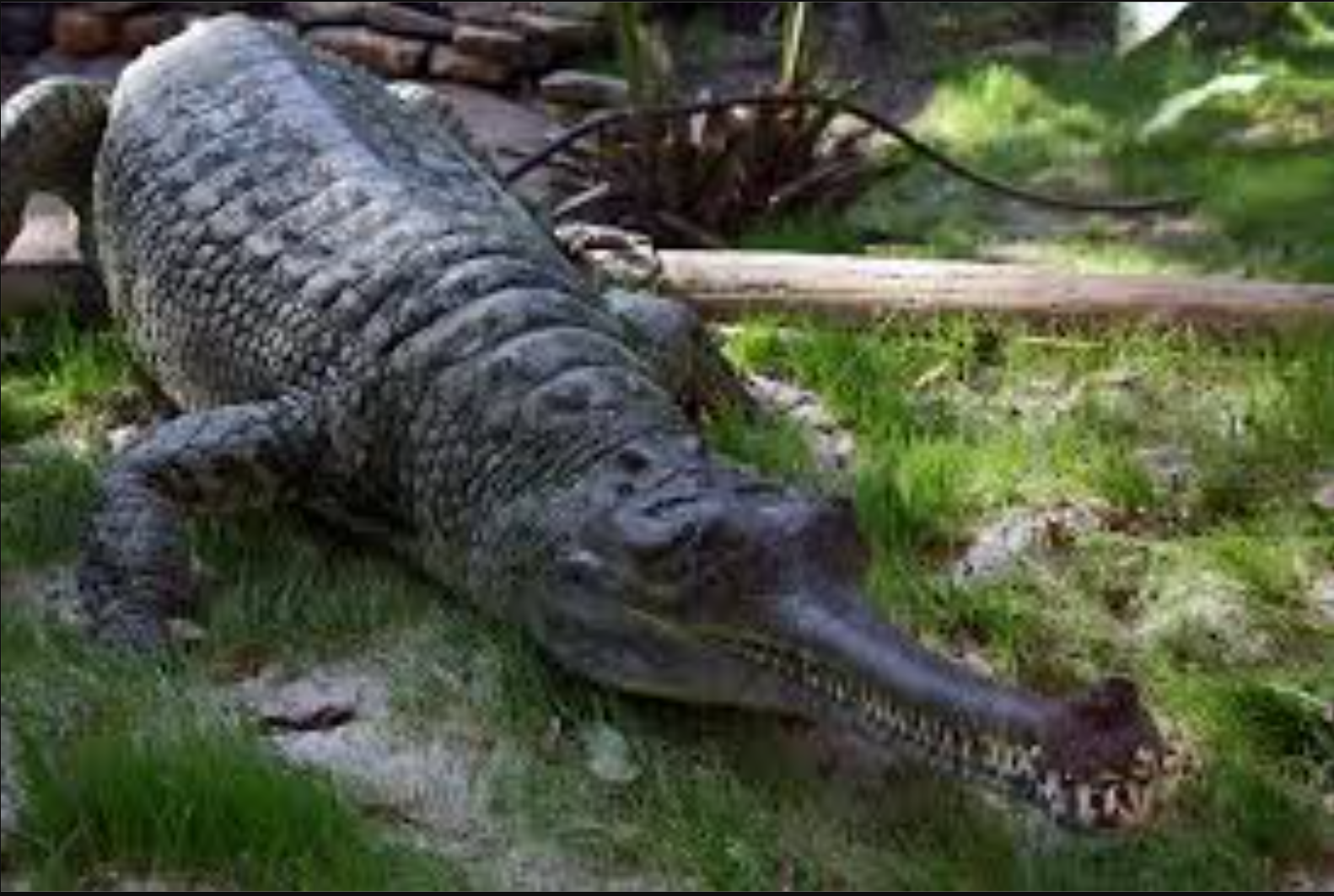 Gharial