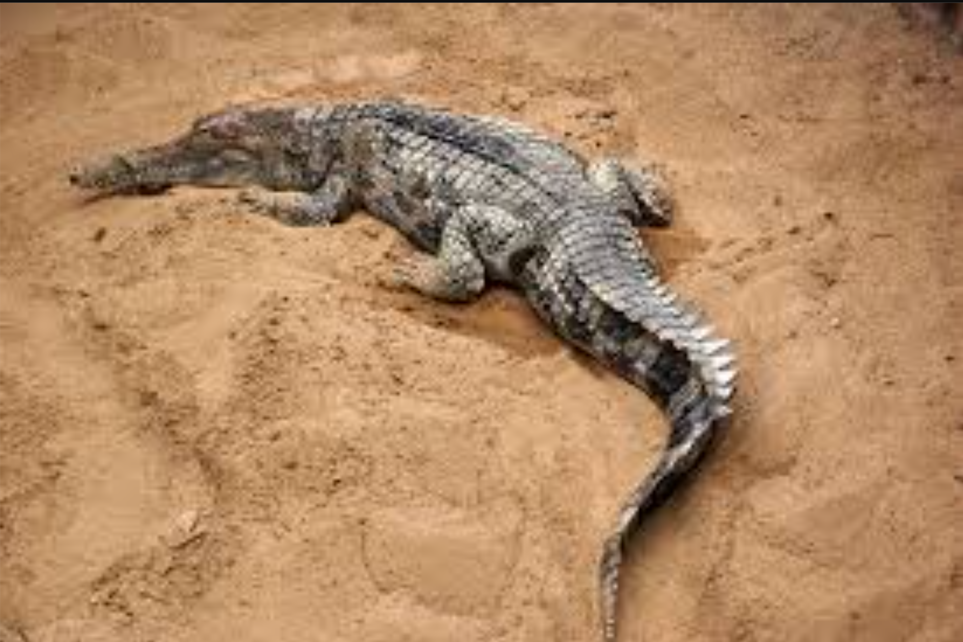False Gharial