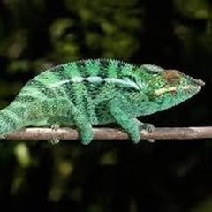 a green chameleon on a thing brown branch