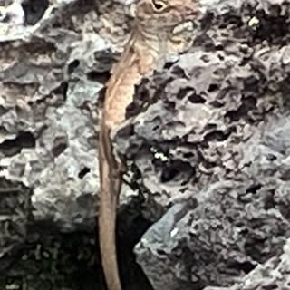 a brown anole on some grey and black rocks