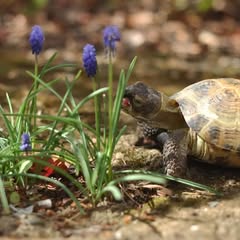 a small tortoise attempting to eat the bottom of some purple flowers