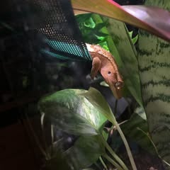 my crested gecko hanging from his green hammock beside a snake plant, pothos, and other plant life.