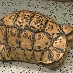 a picture of a large yellow and brown tortoise on a tiled floor