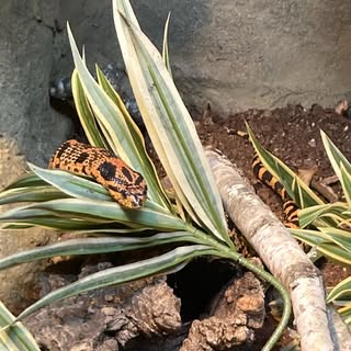 a red and orange eastern hognose snake laying on a plant on a cork log
