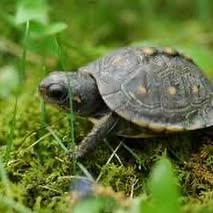 a small yellow and black box turtle on some moss and grass