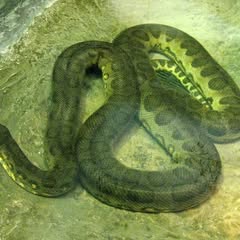 an aquatic large green anaconda on a large tank of water
