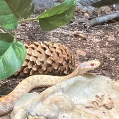 an albino garter snake on some soil beside a pinecode