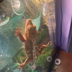 my crested gecko this is climbing on the glass of their enclosure