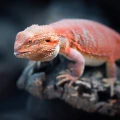 a orange and red bearded dragon with it's tongue out basking on a piece of wood
