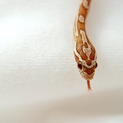 a small baby orange and tan corn snake over a white background