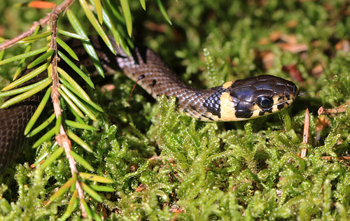 a small brown black and yellow snake on some moss and pine needles