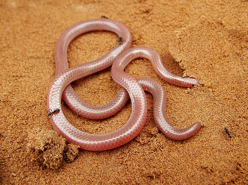 a tan and brown snake blednign in with some leaf foliage behind it