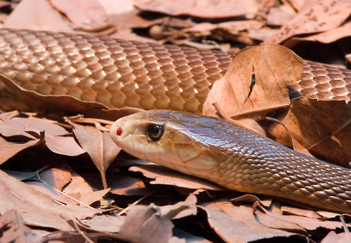 a tan and brown snake blednign in with some leaf foliage behind it