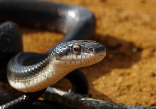 a black rat snake on top of some orange sand