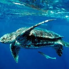 a large loggerhead seat turtle in the blue ocean